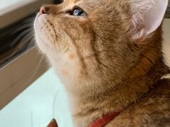 -名猫咖啡馆·撸猫·拼豆