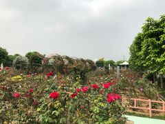 -百万葵园