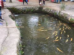 -可心烤鱼