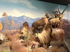 -陕西自然博物馆