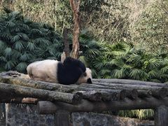 -都江堰中华大熊猫苑