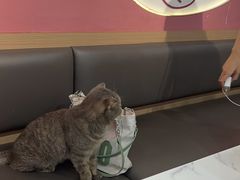 -喵园·猫主题咖啡厅·撸猫·猫咖(国贸店)