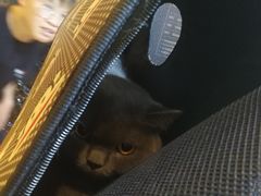 -八公叔叔宠物美容连锁(春申店)