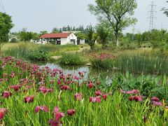 -上海长兴岛郊野公园