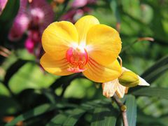 -北京植物园-展览温室