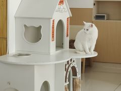 -鼓捣猫呢主题猫咖店