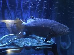 -迪拜水族馆及水下动物园