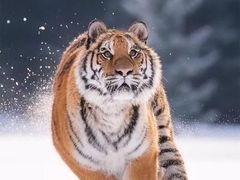 -泉州海丝野生动物世界