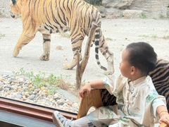 -上海野生动物园老虎餐厅