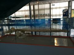 -上海海洋大学鱼文化博物馆(军工路校区)