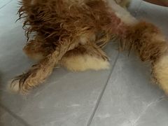 -北京观赏动物医院·24小时大型综合·猫专科·异宠专科