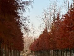 -合肥滨湖国家森林公园