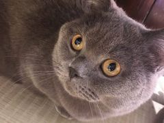-逗柴咖啡屋·狗咖猫咖宠物桌游