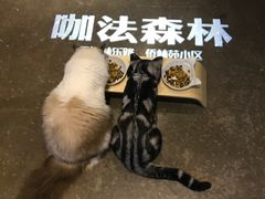 -咖法森林·咖啡  酒吧(天河店)