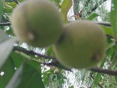 -永定河休闲森林公园