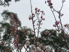 -珠海圆明新园