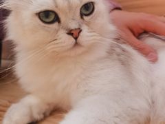 -猫腻·猫咖·撸猫馆(星光大道店)
