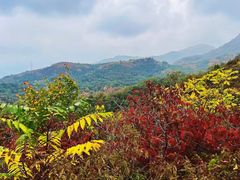 -大岭沟猕猴桃谷风景区