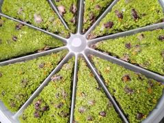 -蟹天蟹地农家菜·阳澄湖大闸蟹(浅水湾店)