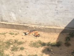 -西霞口神雕山野生动物世界