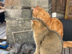 -喵屿·大理花园猫咖