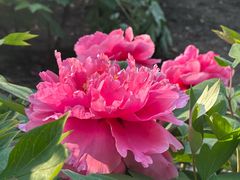 -黑龙江省森林植物园