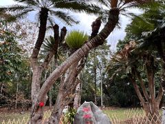 -中国科学院西双版纳热带植物园