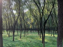-东郊湿地公园