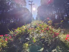 -广州市帽峰山景区