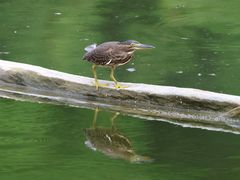 -重庆彩云湖湿地公园