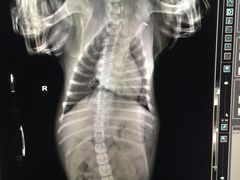 -爱侣宠医·鹦鹉专科·小型哺乳类·异宠专科(灵石路店)