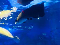 -烟台海昌鲸鲨海洋公园