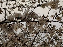 -西北湖绿化广场