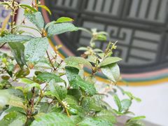 -吴祥记潮州菜·百年老字号·砂锅粥