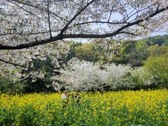 -苏州上方山国家森林公园