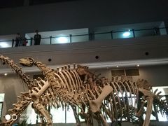 -自贡恐龙博物馆
