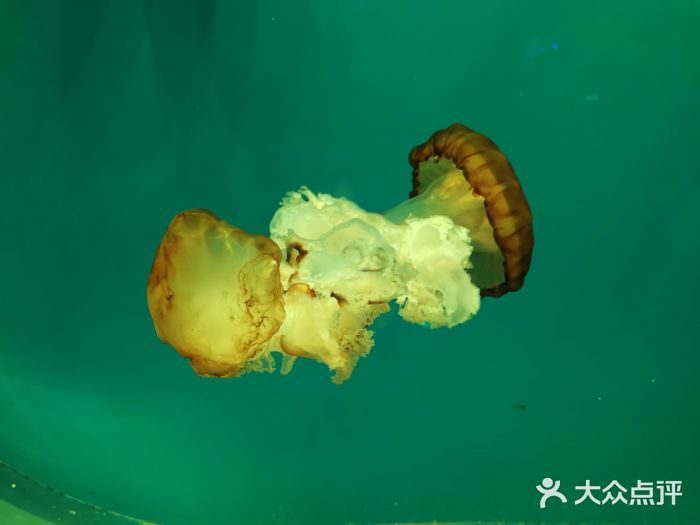 华夏文旅海洋公园图片