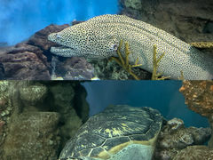 -上海海洋水族馆