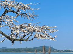-香雪海