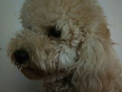 -严国平动物医院(德政总院)