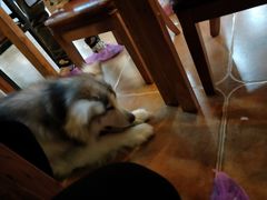 -李小姐の猫咖啡馆(五角场店)