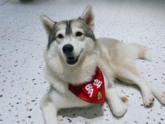 -Husky Go!哈士奇体验馆·宠物咖啡厅狗咖