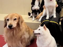 -和它·交个朋友·狗咖猫咖(爱琴海店)