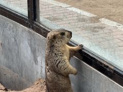 -鄂尔多斯野生动物园