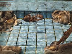 -北戴河转鱼·炒螃蟹酱餐厅