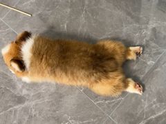 -博特宠物医院24h犬猫全科.骨科·异宠