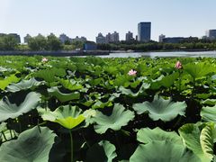 -莲花池公园