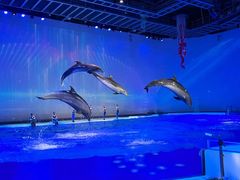 -上海海昌海洋公园