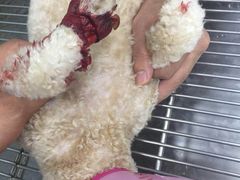 -安安宠物医院(情缘分院)