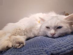 -有猫主题·治愈系猫咖(曾厝垵店)